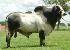 Raca: nelore sexado macho (corte) rgd: mana b 8369